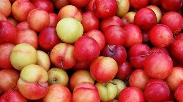 脆李子怎么保存