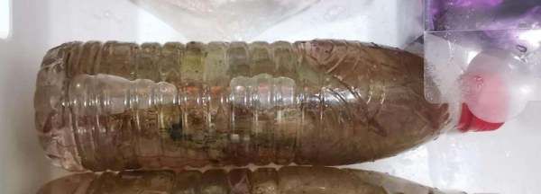 新鲜虾球怎么保存,炒过的虾球怎么保存图3