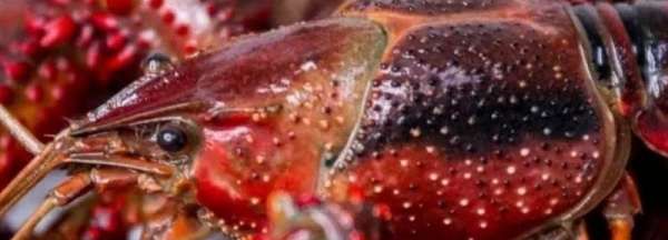 新鲜虾球怎么保存,炒过的虾球怎么保存图9