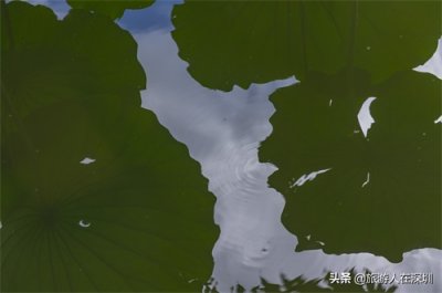 ​实拍深圳洪湖公园，作为一个网红生态公园，是休闲娱乐的最佳去处