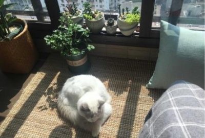 ​养猫2年后突然猫毛过敏了？专家：猫毛过敏不等于对猫的毛过敏 养了两年猫突然