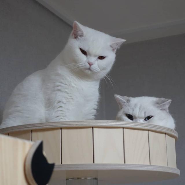 猫太胖了怎么减肥最有效（如何通过一些技巧帮助猫咪）(4)