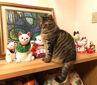 ​猫太胖了怎么减肥最有效（如何通过一些技巧帮助猫咪）