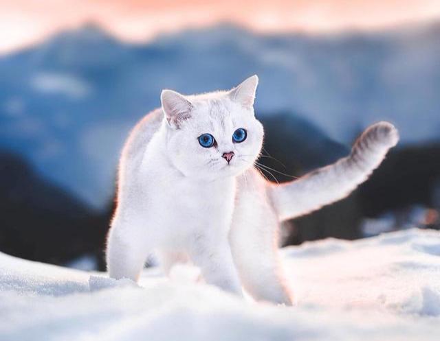 猫太胖了怎么减肥最有效（如何通过一些技巧帮助猫咪）(6)