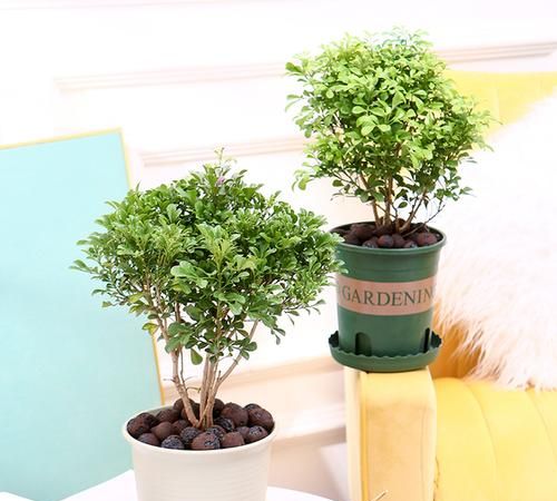 家里种植什么植物好