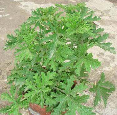 驱蚊植物 室内盆栽,驱蚊的植物盆栽有哪些图4