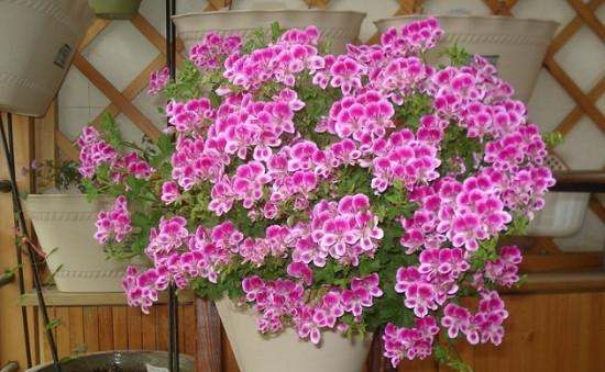 驱蚊植物 室内盆栽,驱蚊的植物盆栽有哪些图7