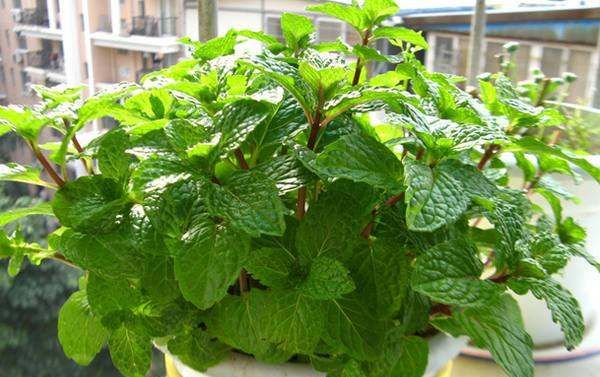 驱蚊植物 室内盆栽,驱蚊的植物盆栽有哪些图6