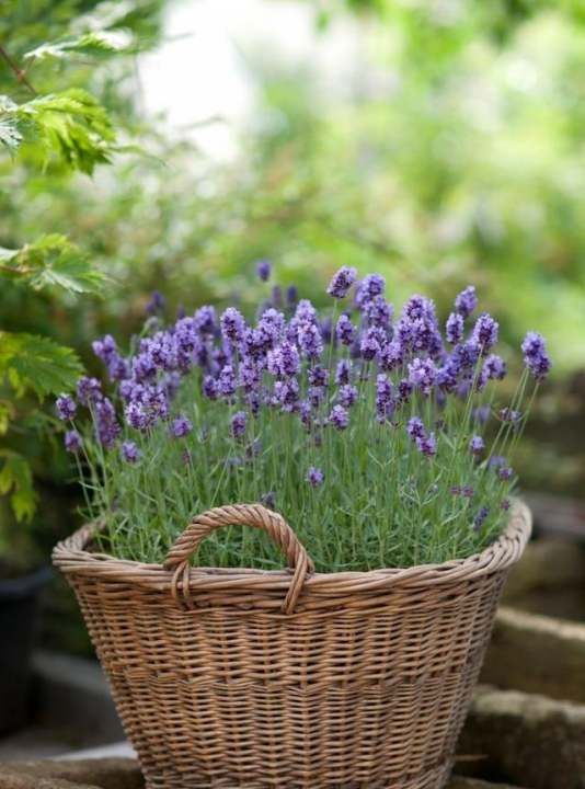 驱蚊植物 室内盆栽,驱蚊的植物盆栽有哪些图8