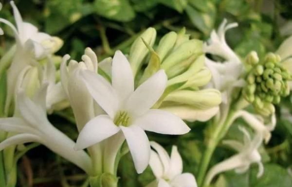 驱蚊植物 室内盆栽,驱蚊的植物盆栽有哪些图3