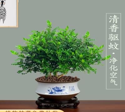 驱蚊的植物盆栽有哪些