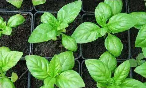 驱蚊植物 室内盆栽,驱蚊的植物盆栽有哪些图5