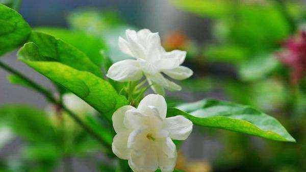 驱蚊植物 室内盆栽,驱蚊的植物盆栽有哪些图9