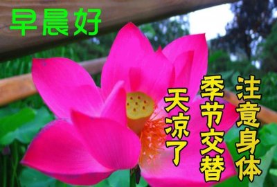 ​早上好动态鲜花表情图片带祝福语 早安问候祝福语贴心说说