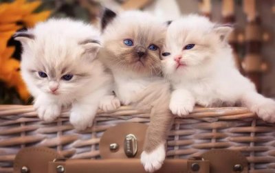 ​家里养猫风水征兆如何 揭秘养猫的风水讲究