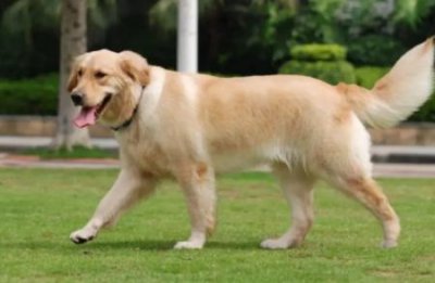 ​养阿拉斯加的五大禁忌？养阿拉斯加好不好对家里好吗？