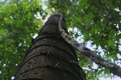 ​绞杀榕生存机理对中美关系的启示