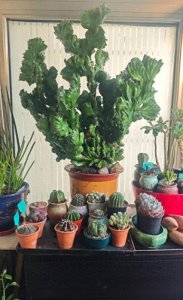 ​山西大婶家麒麟掌开花上热搜！这货原来真能开？