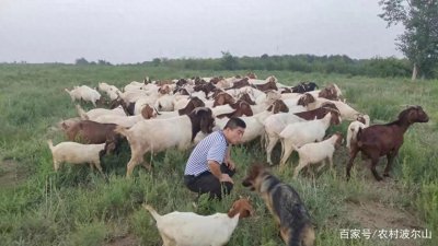 ​被称为世界肉用山羊之王的波尔山羊，未来养殖前景可观