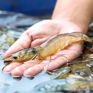 ​中国渔业看广东！这些特色渔业名片 闪亮全国