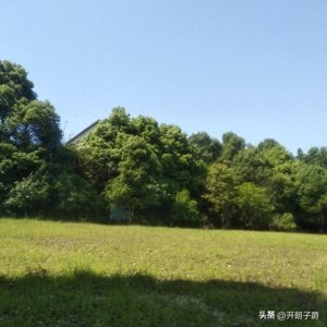 ​“绿林好汉”的绿林不读lǜ lín，正确读音是什么?是什么意思？