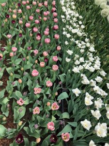 ​水培郁金香的养殖方法