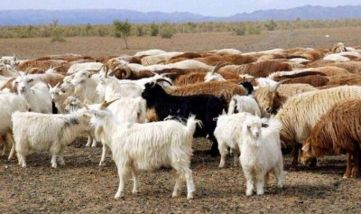 ​适合北方农村养殖项目 北方农村适合养殖什么销路好