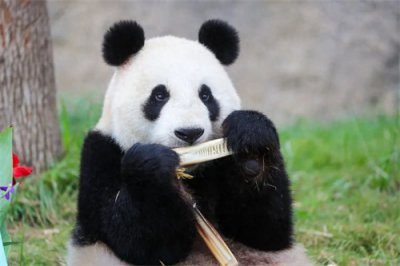 ​我国四大国宝动物是指(中国四大国宝是哪四个)