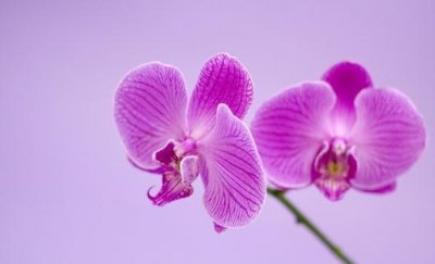 ​种植蝴蝶兰失败的原因