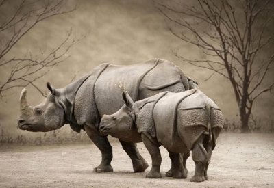 ​我国境内野外消失或者永久消失的30种野生动物，大多数只剩下图