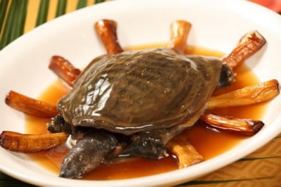 ​甲鱼的营养价值（增强婴儿的免疫力及智力的滋补佳品）