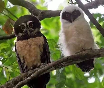 蜘蛛对人类有什么帮助吗