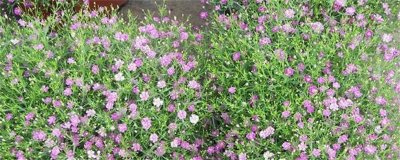 ​垂吊满天星的风水作用（图）