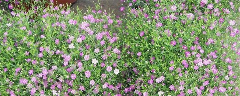 垂吊满天星的风水作用（图）(图1)