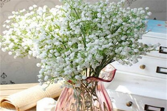 垂吊满天星的风水作用（图）(图2)