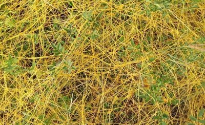 ​盐菟丝子 中药菟丝子炮制方法