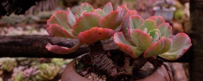 ​舞会红裙多肉怎样养