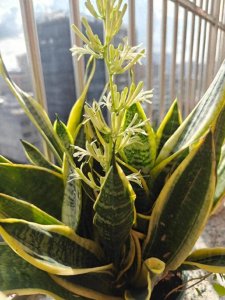 ​山东大姐家的金边虎皮兰开花了，网友：没想到虎皮兰开花这么漂亮