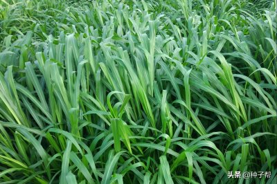 ​养殖不可少的牧草品种，增润草的种植技术和管理介绍