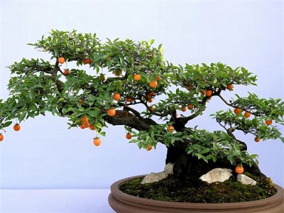 ​价值上百万的极品金弹子盆景，一颗就能换一套房