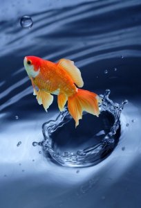 ​金鱼的寿命 金鱼能活多久？