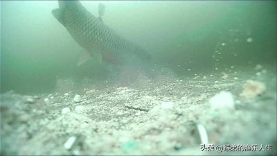 ​钓草鱼绝招分享，专注钓草鱼十多年的经验，只要有草鱼就能狂拉