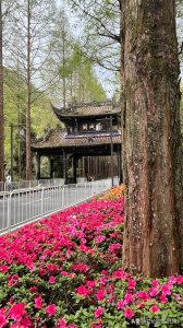 ​上海一个人出发去往青城山完整攻略分享