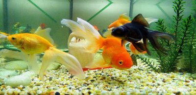 ​鱼缸鱼粪便怎么清理 清理鱼缸鱼粪的四个小妙招！