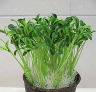 ​绿色豆芽：小小身材，大大营养。
