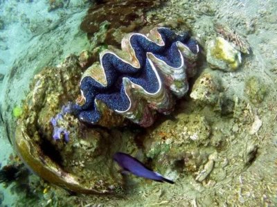 ​“绿种人”人口仅剩3000，他们不用吃饭靠晒太阳，真的能存活吗？