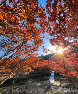 ​赶紧去！上林50多亩枫叶林又红啦！美到令人窒息！错过再等一年！