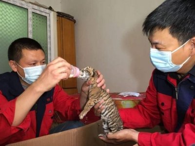 ​狮子和老虎杂交而来的狮虎兽也能生宝宝了，说好的生殖隔离呢？