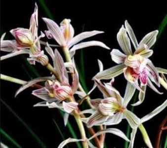 ​莲瓣兰奇花之王金沙树菊——独一无二的树状兰花