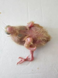​幼鸟雏鸟人工喂养方法